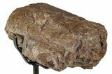 Fossil Sauropod Rib Section with Metal Stand - Colorado #331120-2